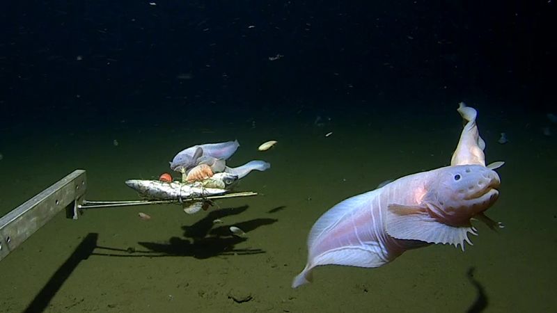 Record-Breaking Snailfish Sighting in Pacific Abyss Challenges Deep-Sea Life Assumptions