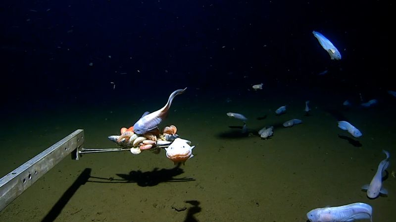 Unveiling the Deep: Scientists Film World's Deepest-Dwelling Fish in Japan's Trenches